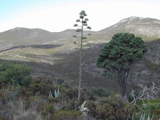 Fiore dell'agave