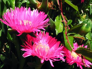 Fiori della zona del Pigghiolo