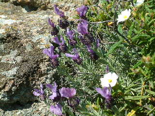 Lavanda