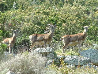 Mufloni dalla strada per la colonia penale