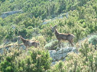 Mufloni dalla strada per la colonia penale