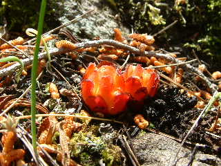 Pianta sottobosco