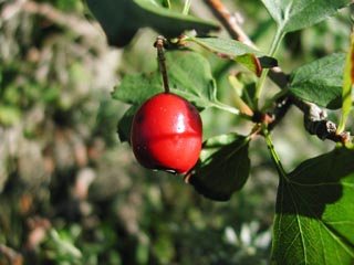 Rosa Canina